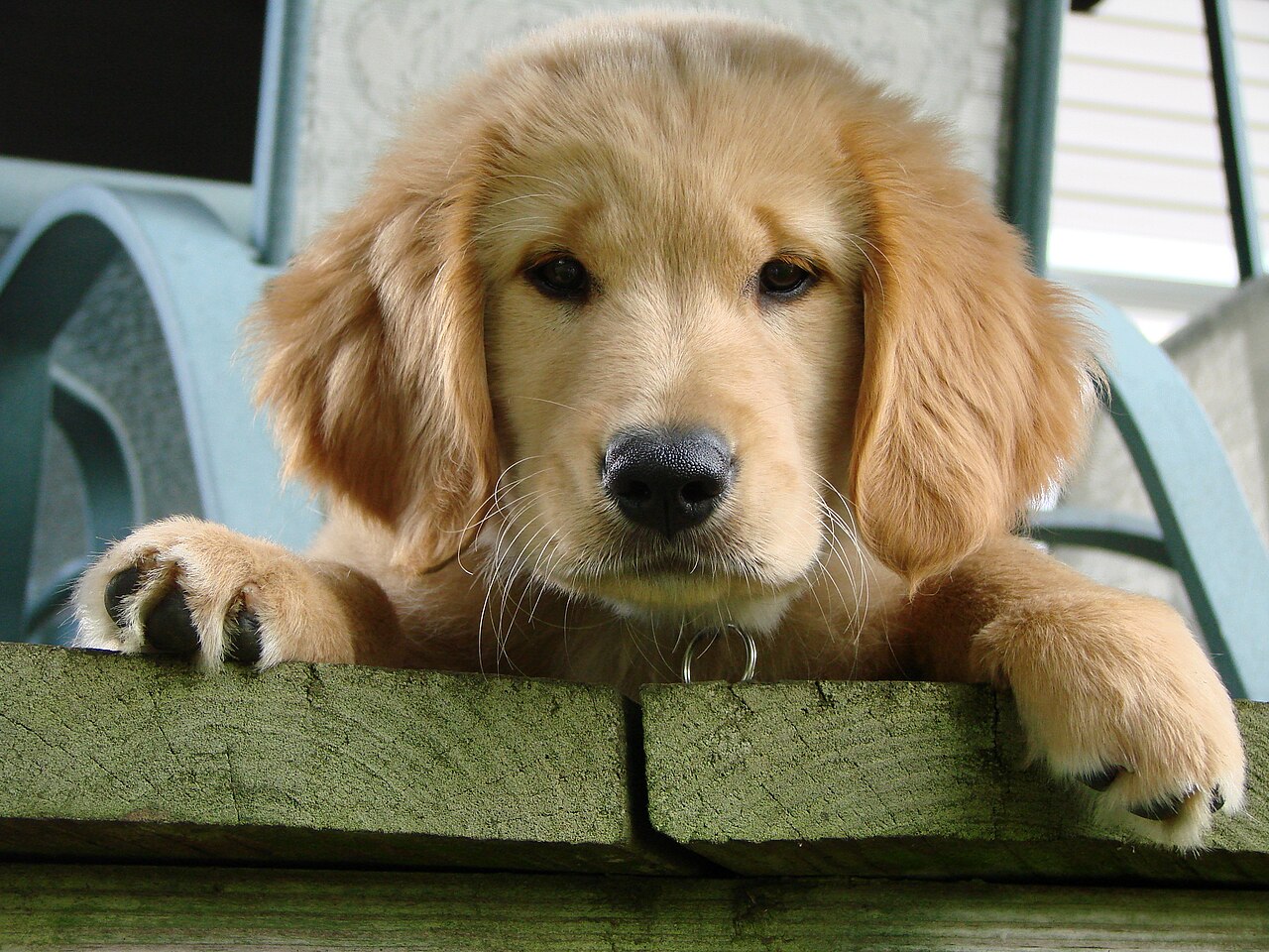 How to Support Pet Fostering in Canada Without Breaking the Bank