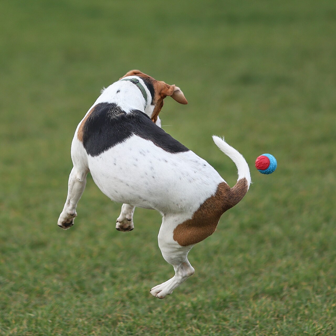 Navigating Housing Eviction and Pet Retention in Canada