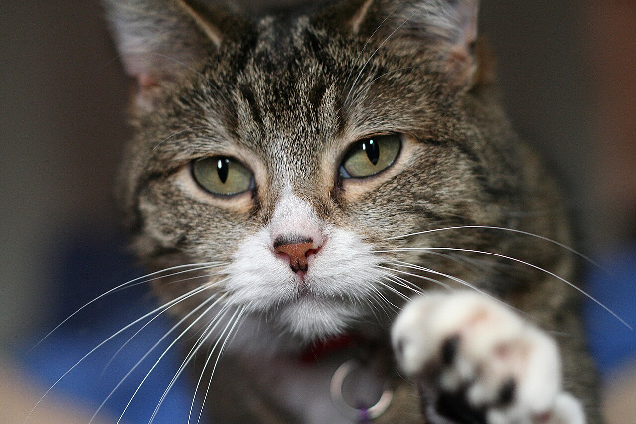 Successfully Introducing a New Pet in Quebec Multi-Pet Homes