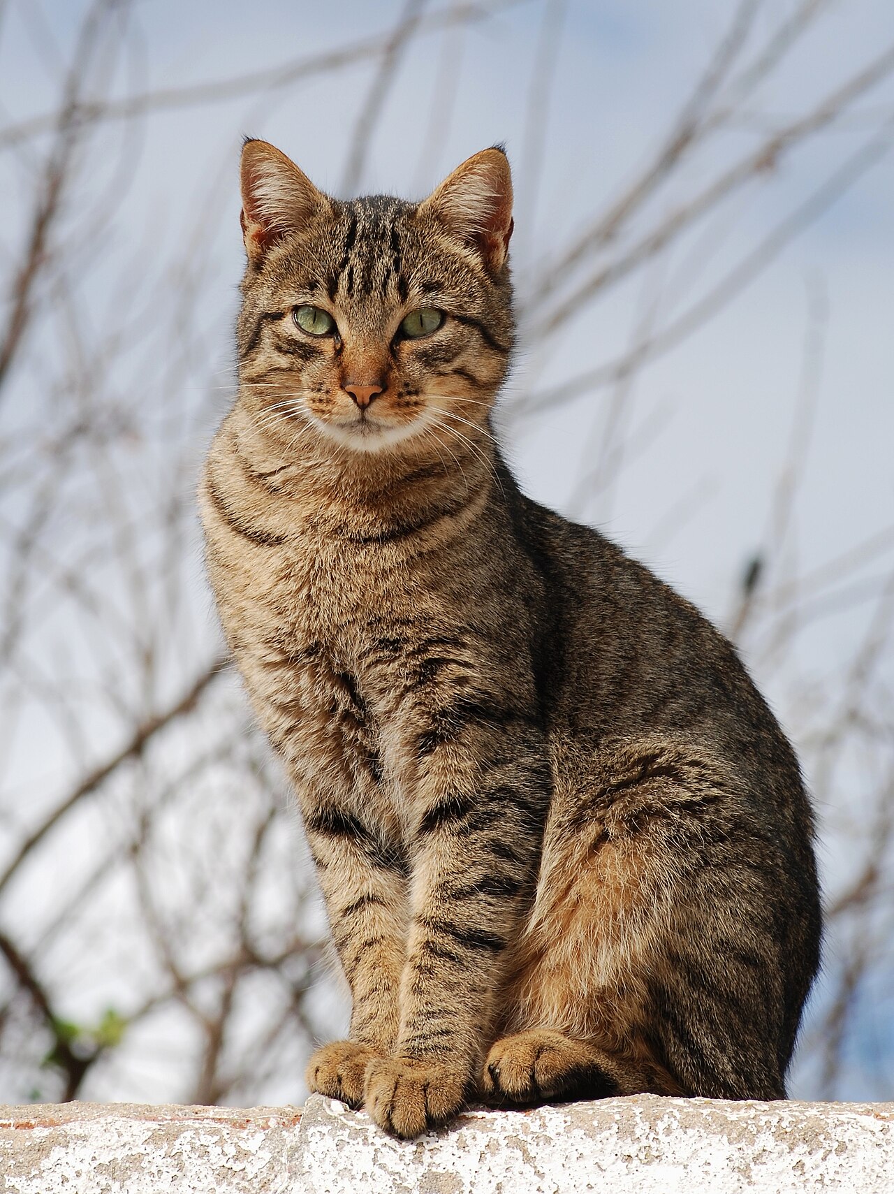 Responsible Pet Surrender Alternatives in Alberta