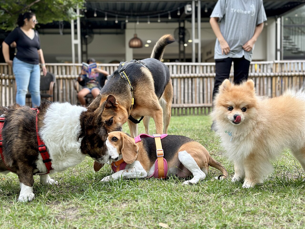 Self-Rehome Your Pet in Canada Before Sheltering