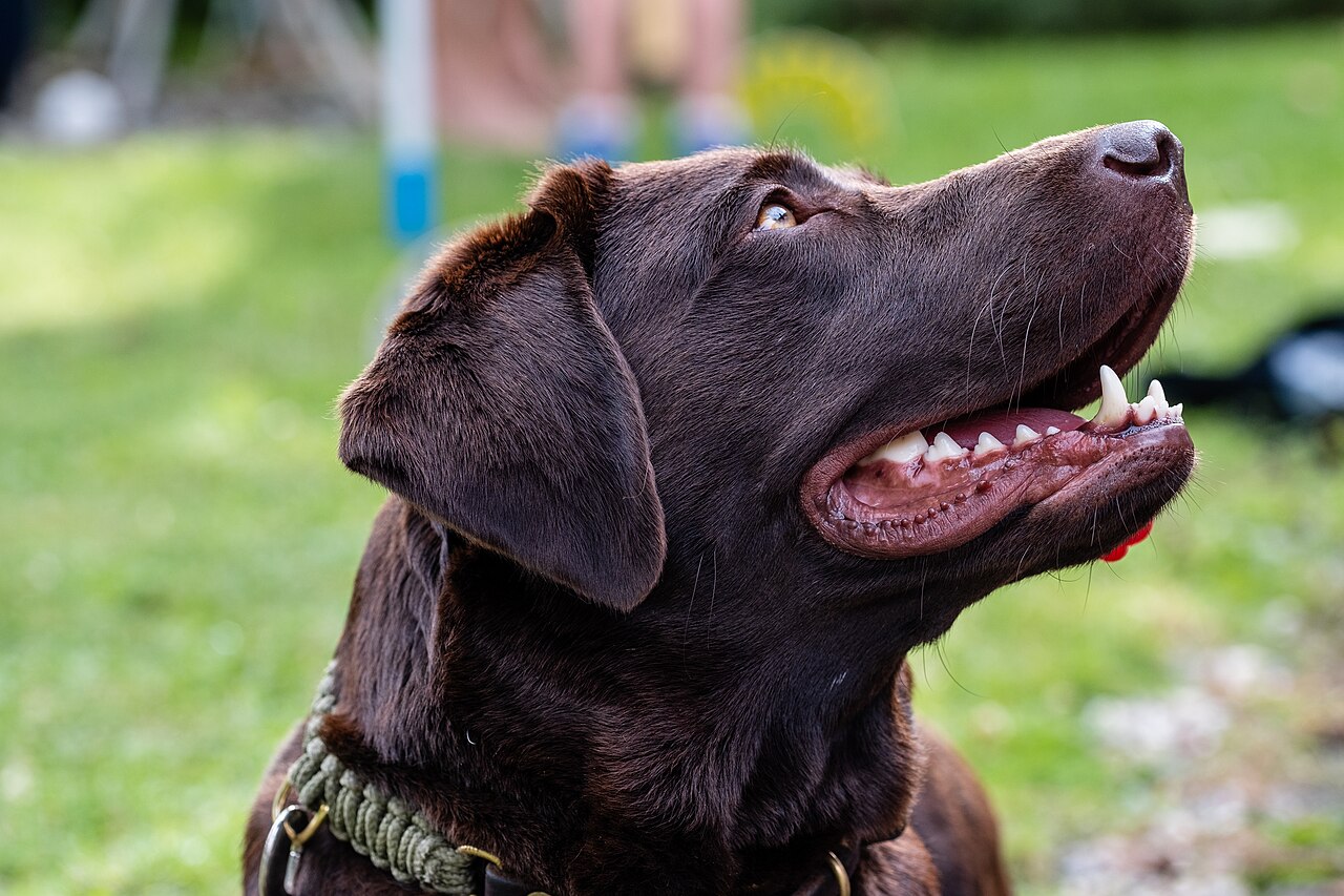 Senior Pet Adoption in BC: Great Companions Await