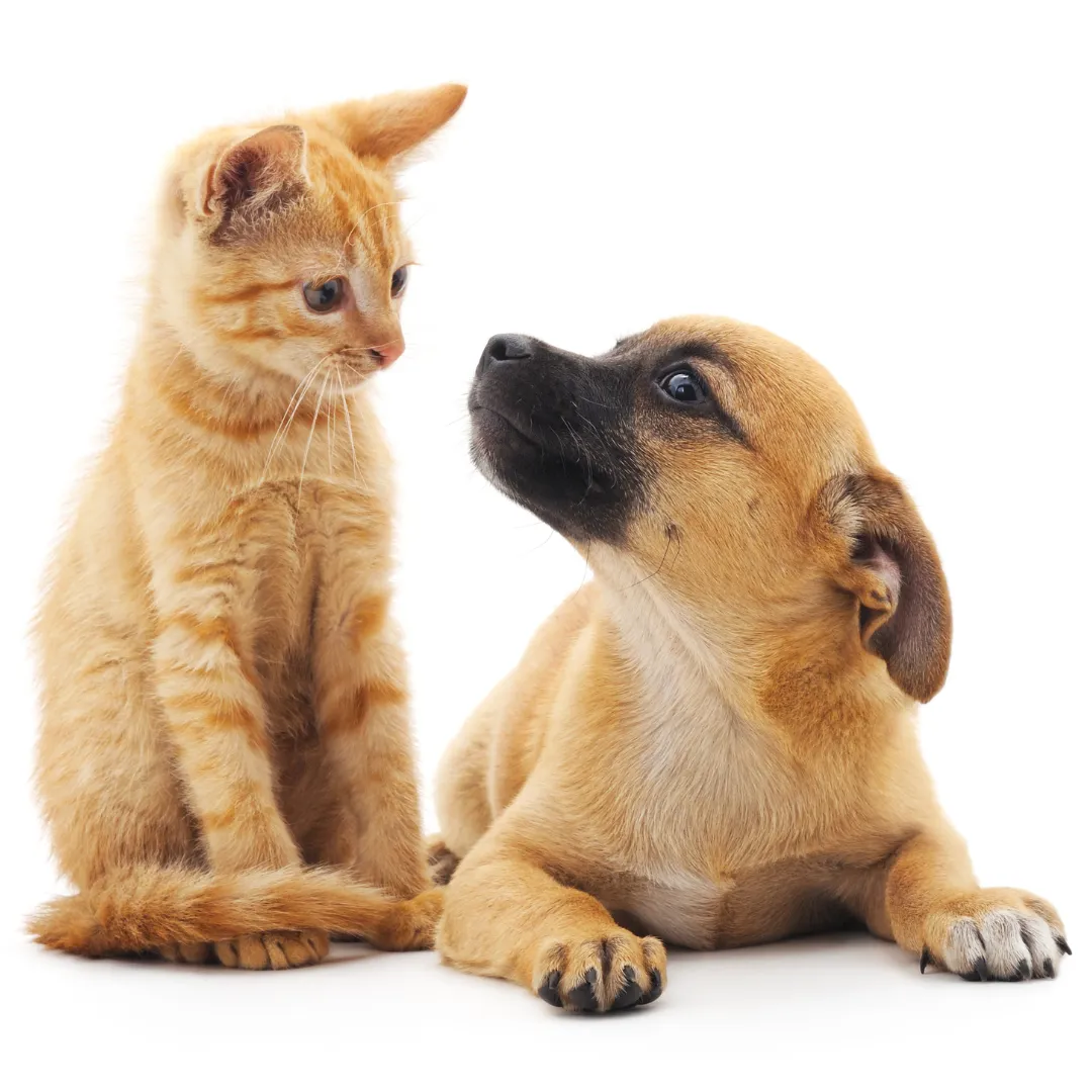 Ethical pet rehoming