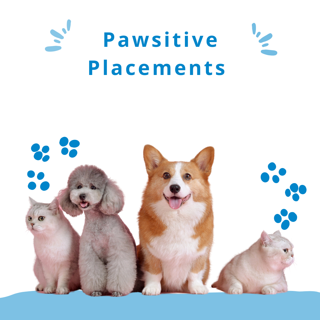 Get started with Pawsitive Placements